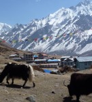 Helambu Valley Trekking