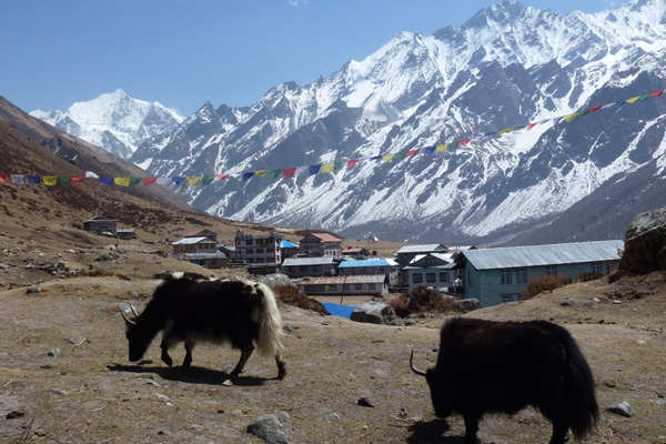 Helambu Valley Trekking