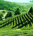 Darjeeling Tour