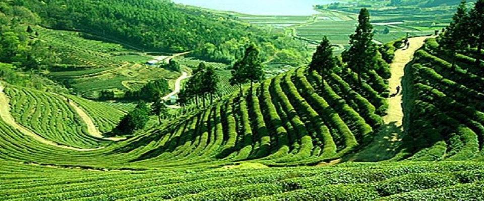 Darjeeling Tour